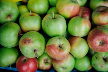 Ripe green apples, harvested in autumn. An orchard.