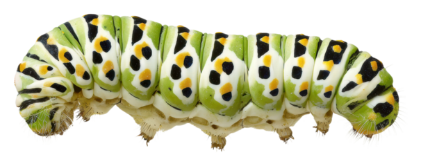 Caterpillar crawling on leaf nature isolated on transparent background