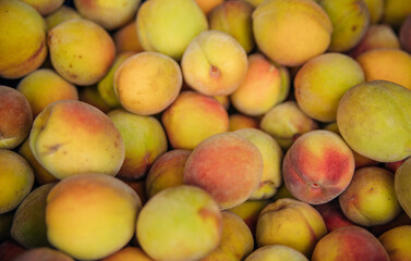 Ripe little peaches, autumn harvest. An orchard.