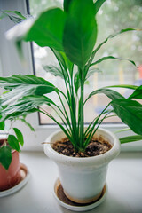 My favorite flower is spathiphyllum, in a pot on the table. Care of home plants.