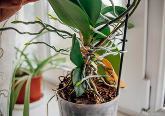 Close-up of the roots and leaves of the phalaenopsis orchid in a flower pot on the windowsill in the house.