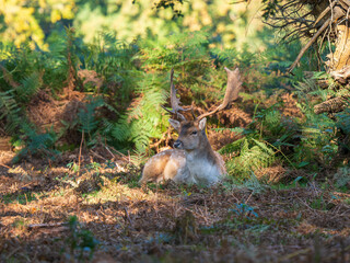 Fallow Deer Buck Sitting Down Portrait