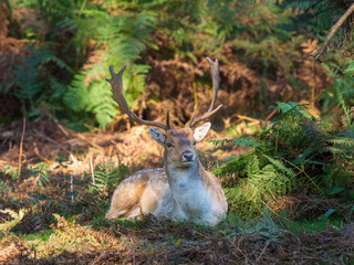 Fallow Deer Buck Sitting Down Portrait