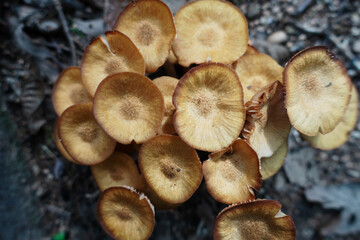 ナラタケモドキ