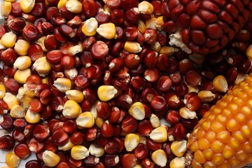 Red and yellow corn cobs with kernels on table, top view