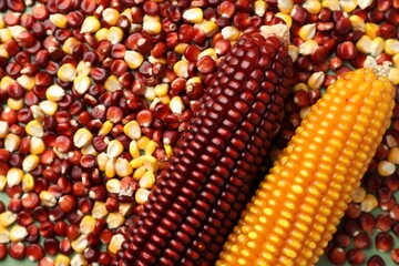 Red and yellow corn cobs with kernels on table, top view