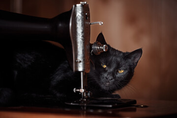 Black cat relaxing beside an antique sewing machine on a wooden shelf in a cozy room
