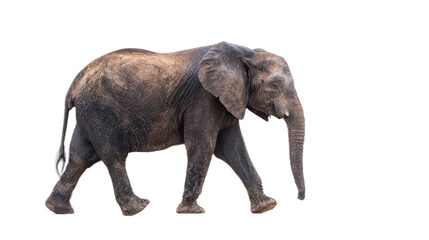 Fototapeta premium Majestic African elephant walking gracefully across the savannah against a clean white background, showcasing its powerful stature and wisdom