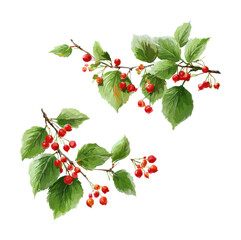 Harvesting cherry branches nature scene botanical isolated on transparent background