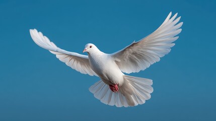 Obraz premium Majestic White Dove in Flight with Open Wings Against a Clear Blue Sky, Symbolizing Peace, Freedom, and Graceful Movement in Nature