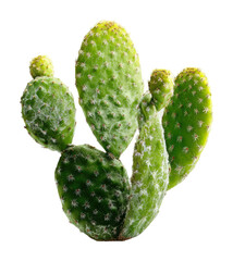 Cactus growth stages desert landscape botanical isolated on transparent background
