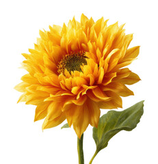 Vibrant sunflower bloom garden floral bright colors isolated on transparent background