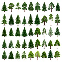 Obraz premium Collection of various evergreen trees isolated on a white background