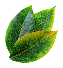 Vibrant green leaves natural plant composition view isolated on transparent background