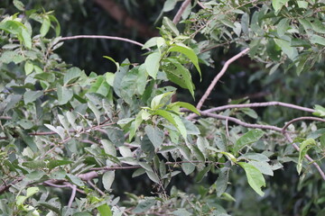 white flowers in the garden