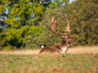 Fallow Deer Buck Sitting Down With a Magpie on its Back
