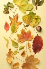 Beautiful autumn leaves on beige background, flat lay