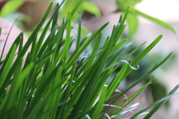 green grass with dew drops