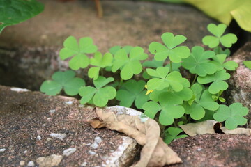 green plant growing in the garden