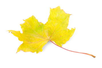 One dry maple leaf isolated on white. Autumn season