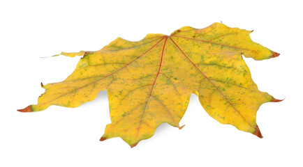 One dry maple leaf isolated on white. Autumn season