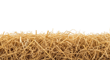 Golden straw isolated on transparent background, a natural and dry plant material used for animal bedding and decoration purposes