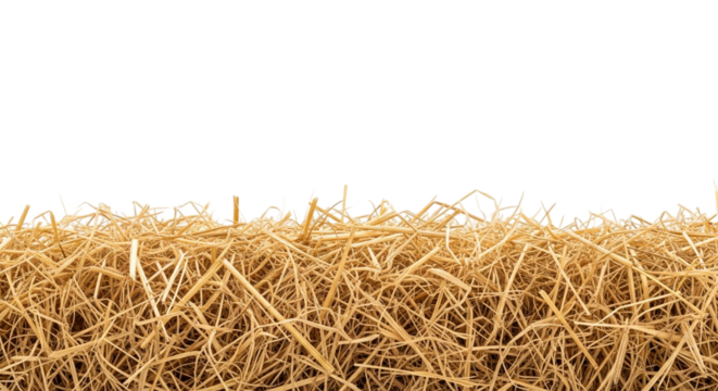 Golden straw isolated on transparent background, a natural and dry plant material used for animal bedding and decoration purposes