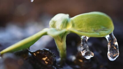 Seedling emerging from moist soil showing green leaf and seed coat with water droplet hanging at leaf tip germination and growth visible as sprout and plant pushing through soil with water glistening - Powered by Adobe