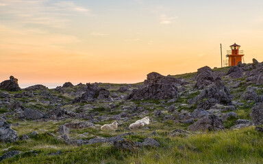 Sheep rest near orange lighthouse at sunset