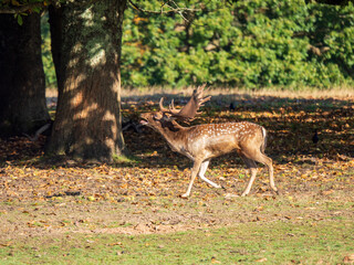 Fallow Deer Buck Walking Bellowing in the Rut