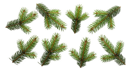 Fir tree branch isolated on transparent background, perfect for christmas decoration and winter holiday themes