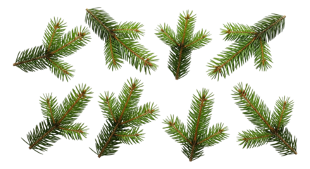 Fir tree branch isolated on transparent background, perfect for christmas decoration and winter holiday themes