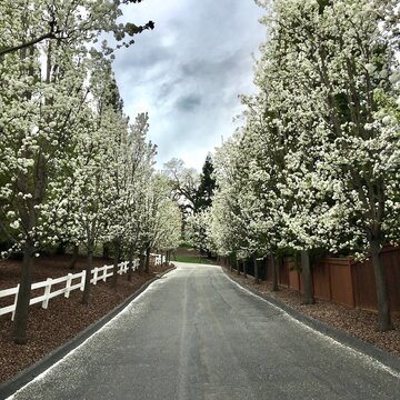 Straight road lined with trees covered in white flower blossoms on a cloudy afternoon in springtime, California, USA