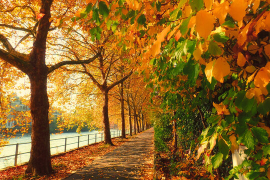 Footpath along the river Limmat covered in colourful autumn leaves, Baden, Aargau, Switzerland