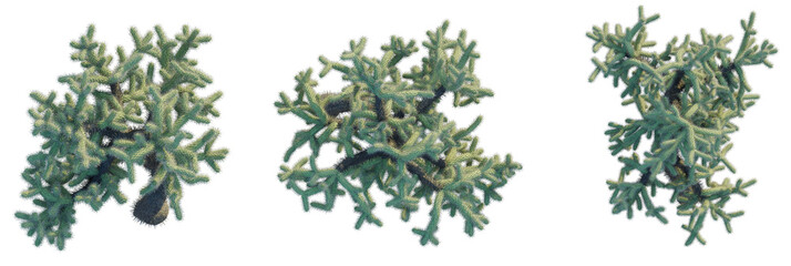Cylindropuntia fulgida tree plan, top view, cutout, transparent background, isolate, Vibrant green cholla cactus branches with sharp spines detail © DH Tree Stock