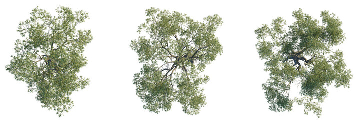 Eucalyptus bridgesiana tree plan, top view, cutout, transparent background, isolate, Three lush green trees viewed from above, perfect for design projects