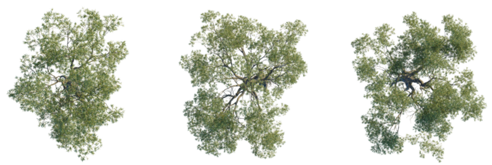 Eucalyptus bridgesiana tree plan, top view, cutout, transparent background, isolate, Three lush green trees viewed from above, perfect for design projects