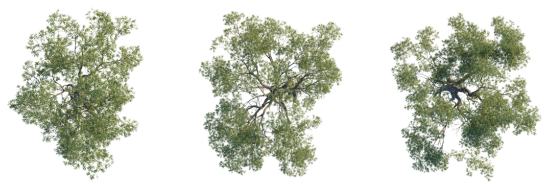 Eucalyptus bridgesiana tree plan, top view, cutout, transparent background, isolate, Three lush green trees viewed from above, perfect for design projects