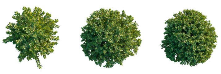 Prunus lusitanica tree plan, top view, cutout, transparent background, isolate, Vibrant green leafy bushes perfect for landscaping and design projects