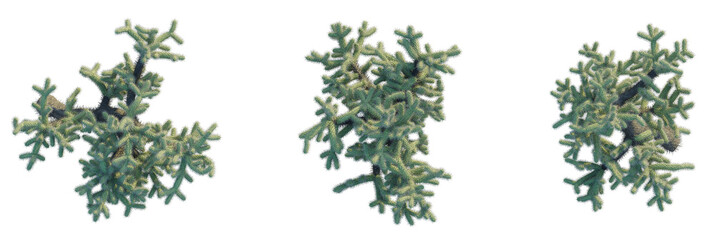 Cylindropuntia fulgida tree plan, top view, cutout, transparent background, isolate, Vibrant pine branches with detailed needles, perfect for holiday decor
