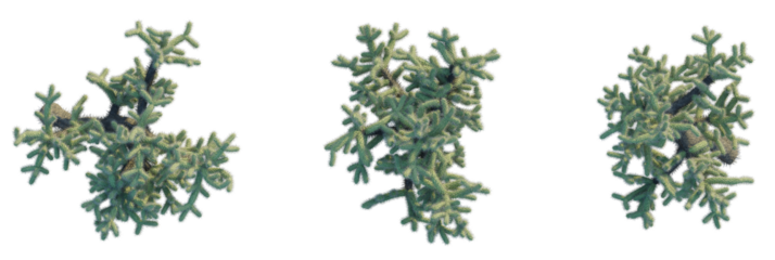 Cylindropuntia fulgida tree plan, top view, cutout, transparent background, isolate, Vibrant pine branches with detailed needles, perfect for holiday decor