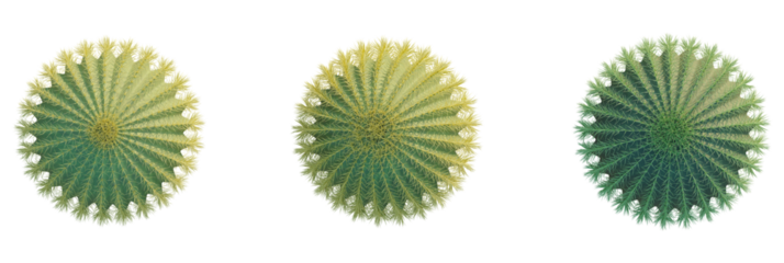 Echinocactus grusonii tree plan, top view, cutout, transparent background, isolate, Three distinct barrel cacti showcase vibrant textures and unique natural patterns