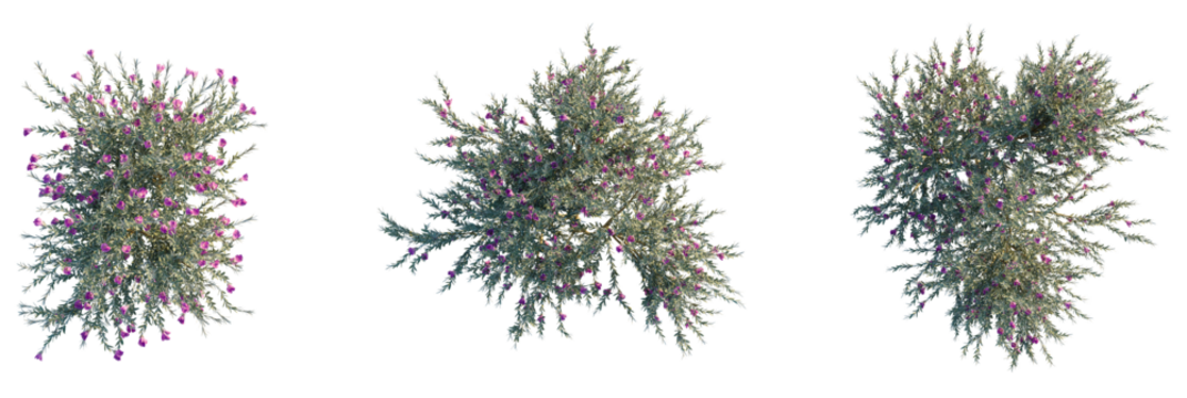 Eremophila nivea tree plan, top view, cutout, transparent background, isolate, Vibrant flowering bush with delicate purple blossoms brings natural beauty