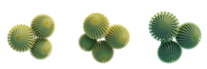 Echinocactus grusonii tree plan, top view, cutout, transparent background, isolate, Vibrant barrel cactus cluster, unique desert plant design element