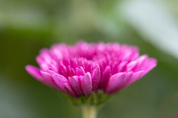 Fototapeta premium close up of pink flower