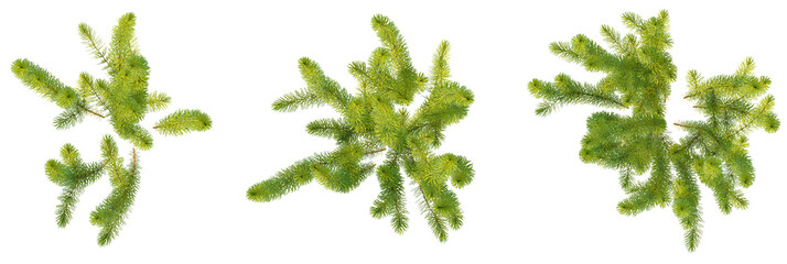 Obraz premium Ceratophyllum demersum tree plan, top view, cutout, transparent background, isolate, Vibrant green pine branches with detailed needles, isolated for design
