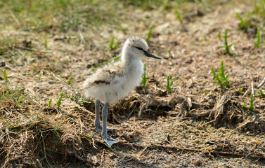 37642 AVOCETTE.JPG