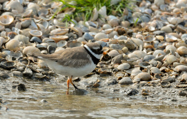 37912 GRAND GRAVELEAU.JPG