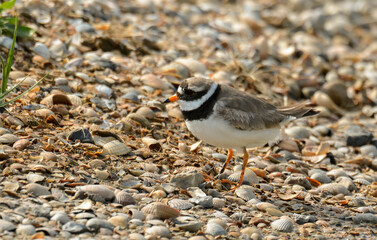 37916 GRAND GRAVELEAU.JPG