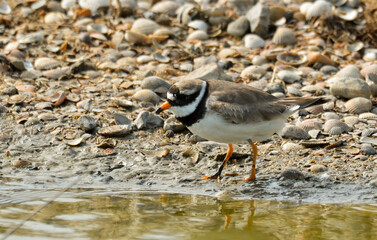 37917 GRAND GRAVELEAU.JPG